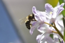 Biene auf Blüte_1