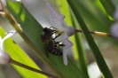 Biene auf Blüte_2