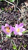 Biene auf Krokus Frühling 2023_1