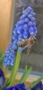 Biene mit Pollen auf Blüte_1
