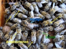 Bienen_1