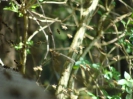 Bienen_2
