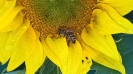 Bienen am Sammeln von Wasser in Sonnenblume