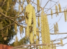 Bienenflug im Frühling_1