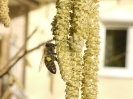 Bienenflug im Frühling_2