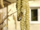 Bienenflug im Frühling_3