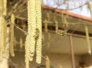 Bienenflug im Frühling_4
