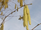 Bienenflug im Frühling_5