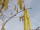 Bienenflug im Frühling_6