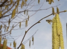 Bienenflug im Frühling_7