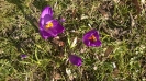 Krokus im frühling_2