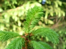 Lachniden_1