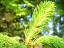 Lachniden_2